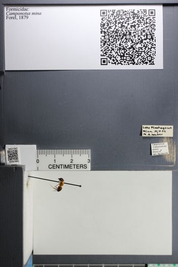 Media type: image;   Entomology 567891
